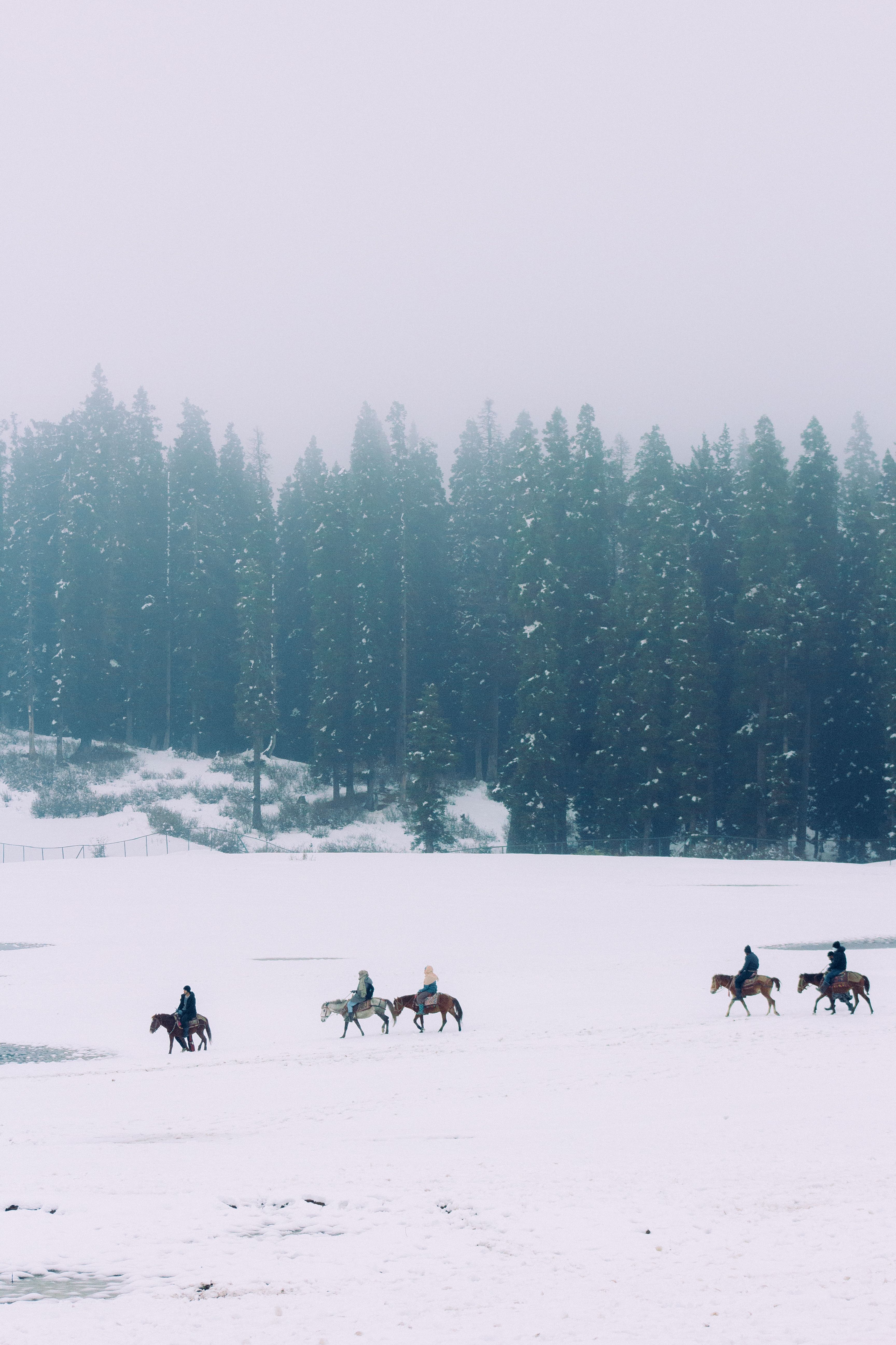 People Riding on Horses on a Meadow Covered with Snow · Free Stock Photo