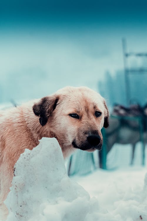 雪狗