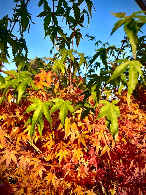 Бесплатное стоковое фото с Бакингемшир, листья, осень