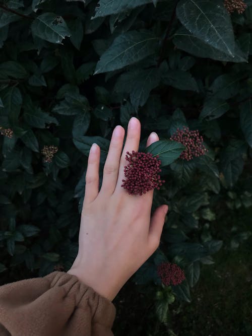 Womans Hand Touching Flowers on a Branch 