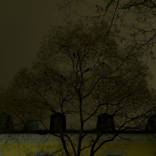 Free stock photo of trees at night