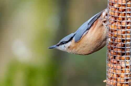 avrasya sıvacı kuşu, besleyici, hayvan fotoğrafçılığı içeren Ücretsiz stok fotoğraf