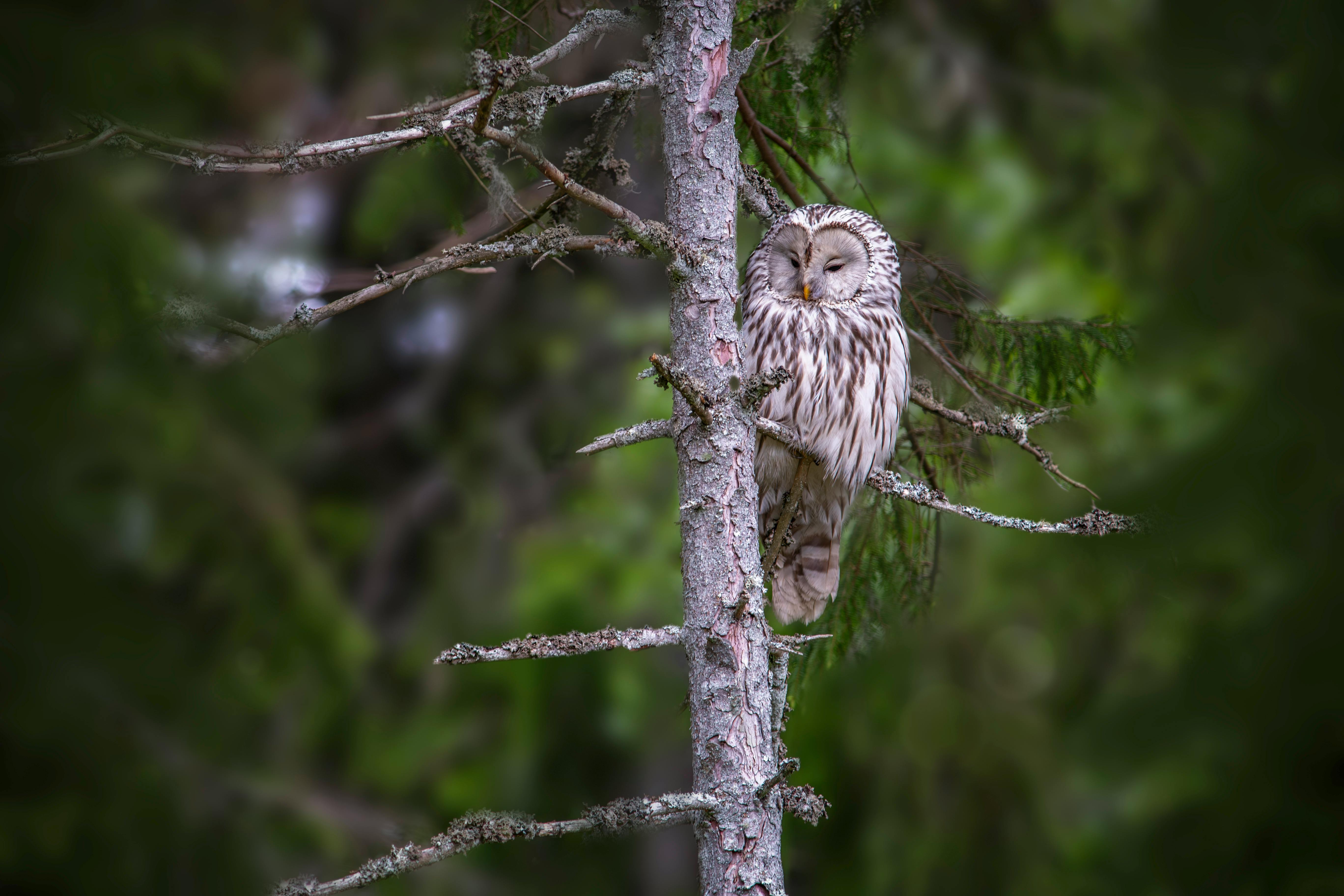 a barred owl is perched on a tree branch