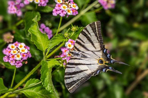 Free Close-up of a Scarce Swallowtail (Iphiclides podalirius) feeding on vibrant Lantana flowers. Stock Photo