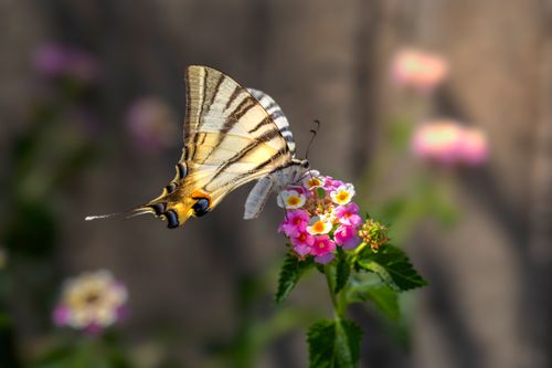 Free Close-up of a swallowtail butterfly feeding on pink lantana blossoms in a sunlit garden. Stock Photo