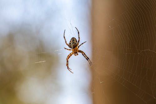 A spider is sitting on the web in front of a tree