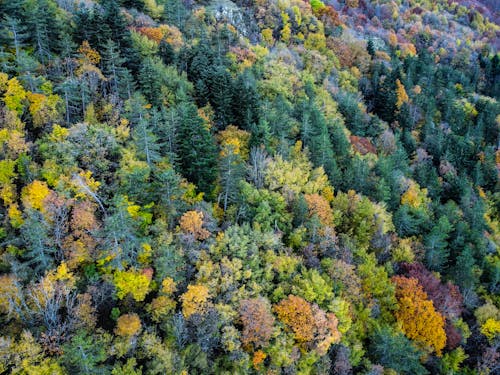 Aerial View of an Autumnal Forest