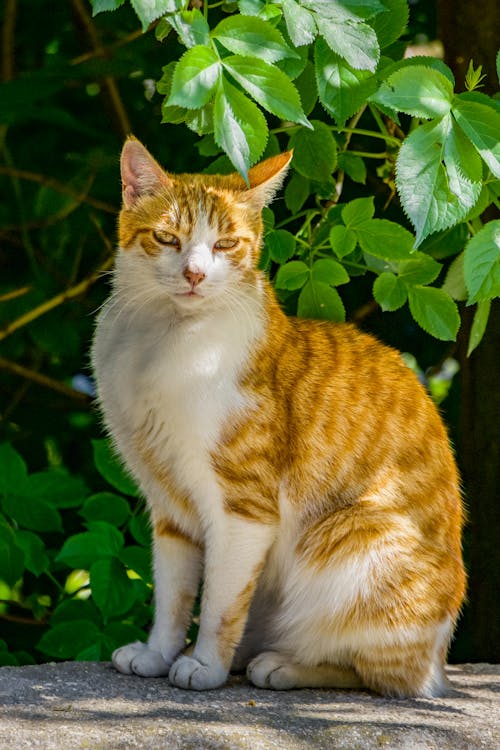 A White and Orange Cat Sitting Outside next to a Shrub