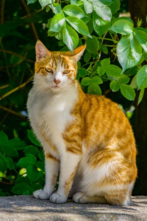 Free A cute orange and white cat sitting in a sun-dappled garden surrounded by green leaves. Stock Photo