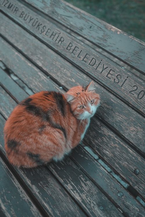 Free A cute ginger cat sitting on a wooden bench in İzmir, showcasing Turkish urban life. Stock Photo