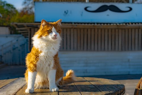 Ginger Cat Sitting on Barrel 