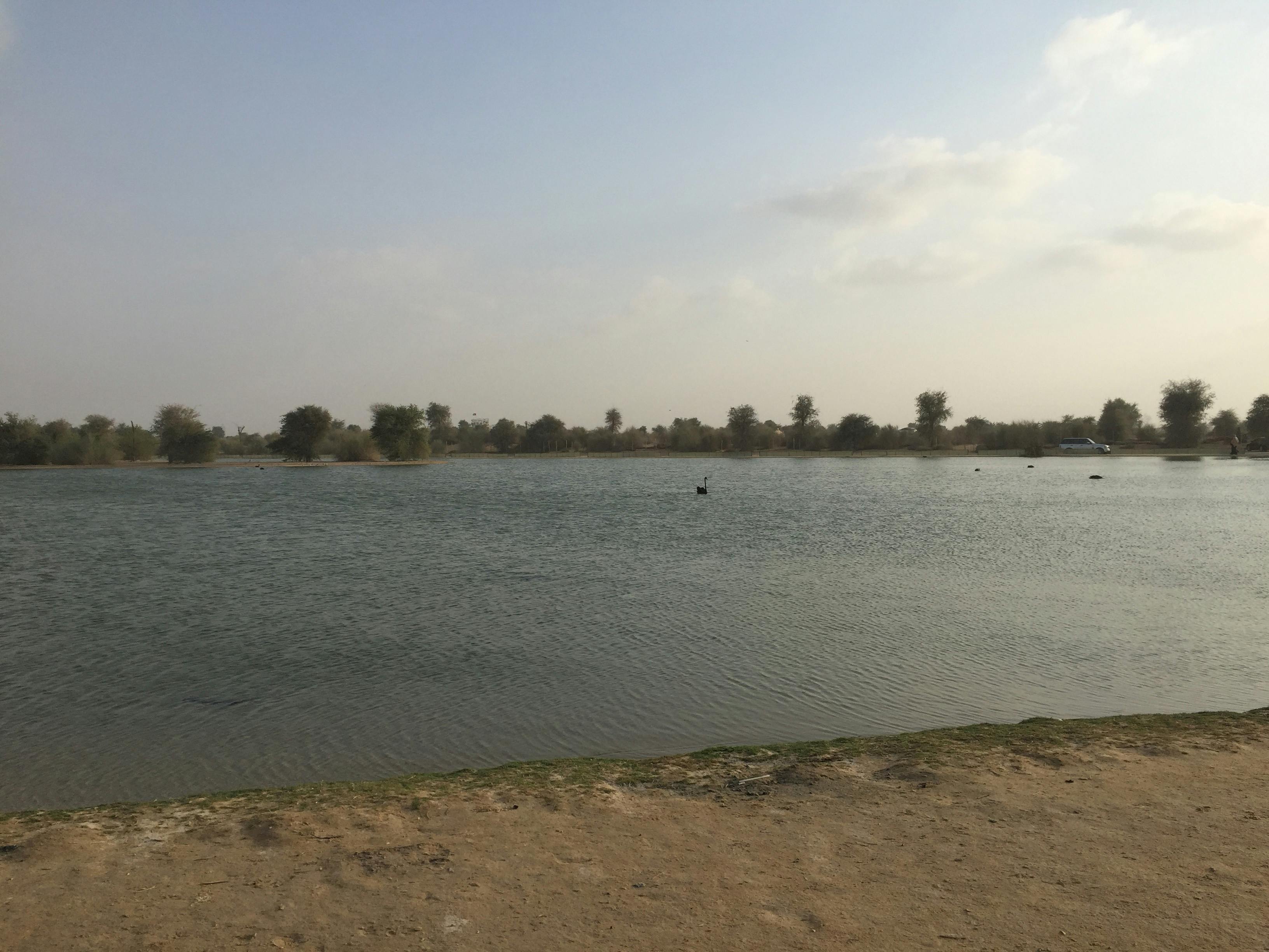 Free stock photo of Lake in Dubai, qudra lake, water front