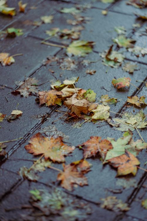 Free Close-up of colorful autumn leaves scattered on a damp pavement, reflecting fall's vibrant hues. Stock Photo