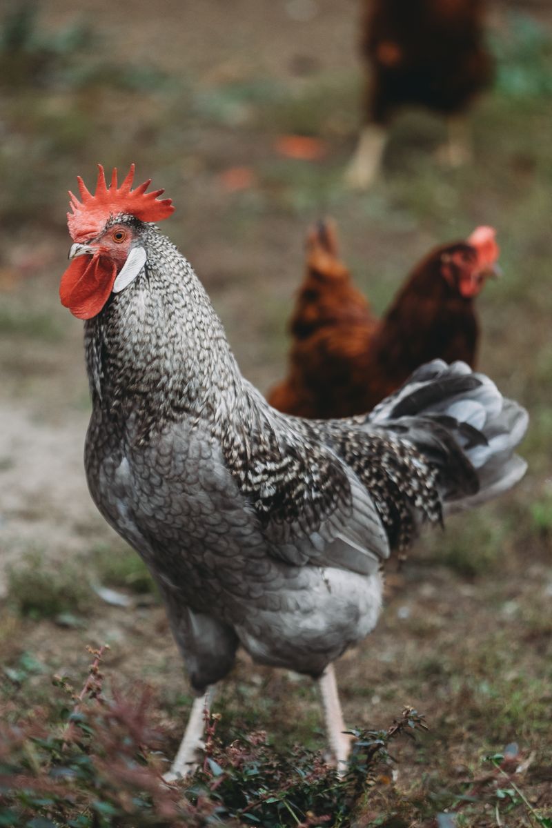 Rooster and hens on a free-range farm