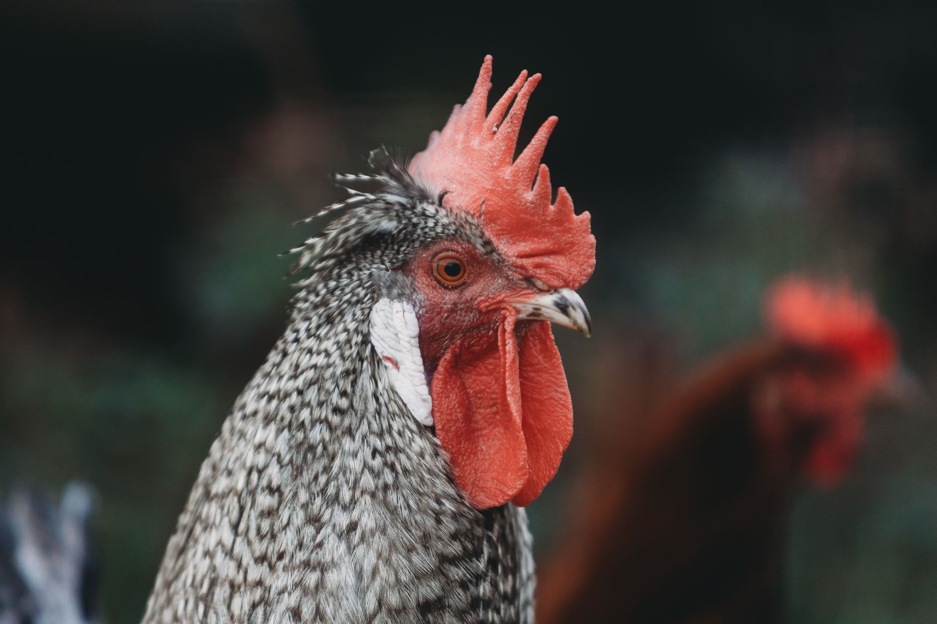 confiscated roosters in secure veterinary crates at a Texas animal control facility after a raid