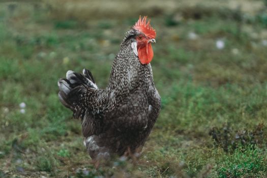 Marans