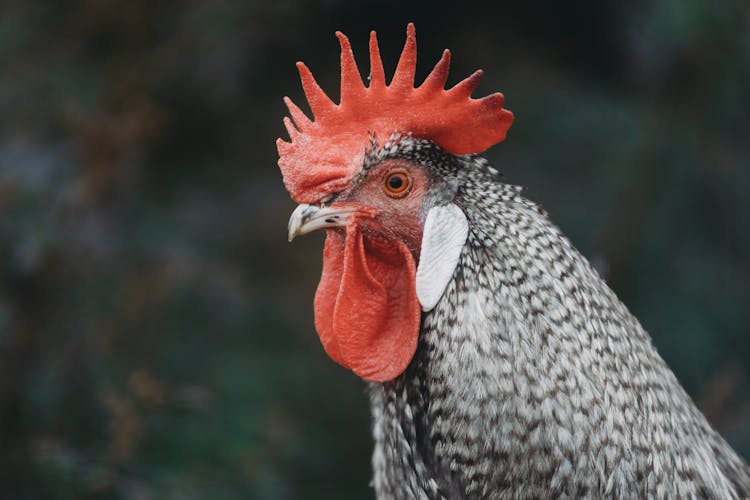 Close-up Of A Gray Rooster Head