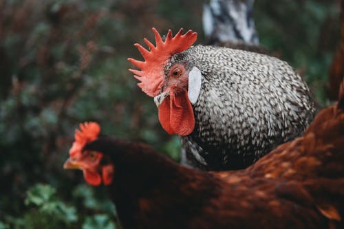 Foto stok gratis ayam bujang, bangsa burung, binatang
