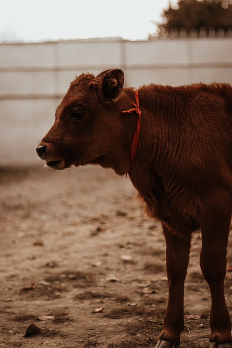 Cow On A Farm