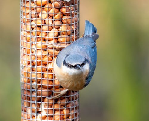 beslemek, bokeh, kuş içeren Ücretsiz stok fotoğraf
