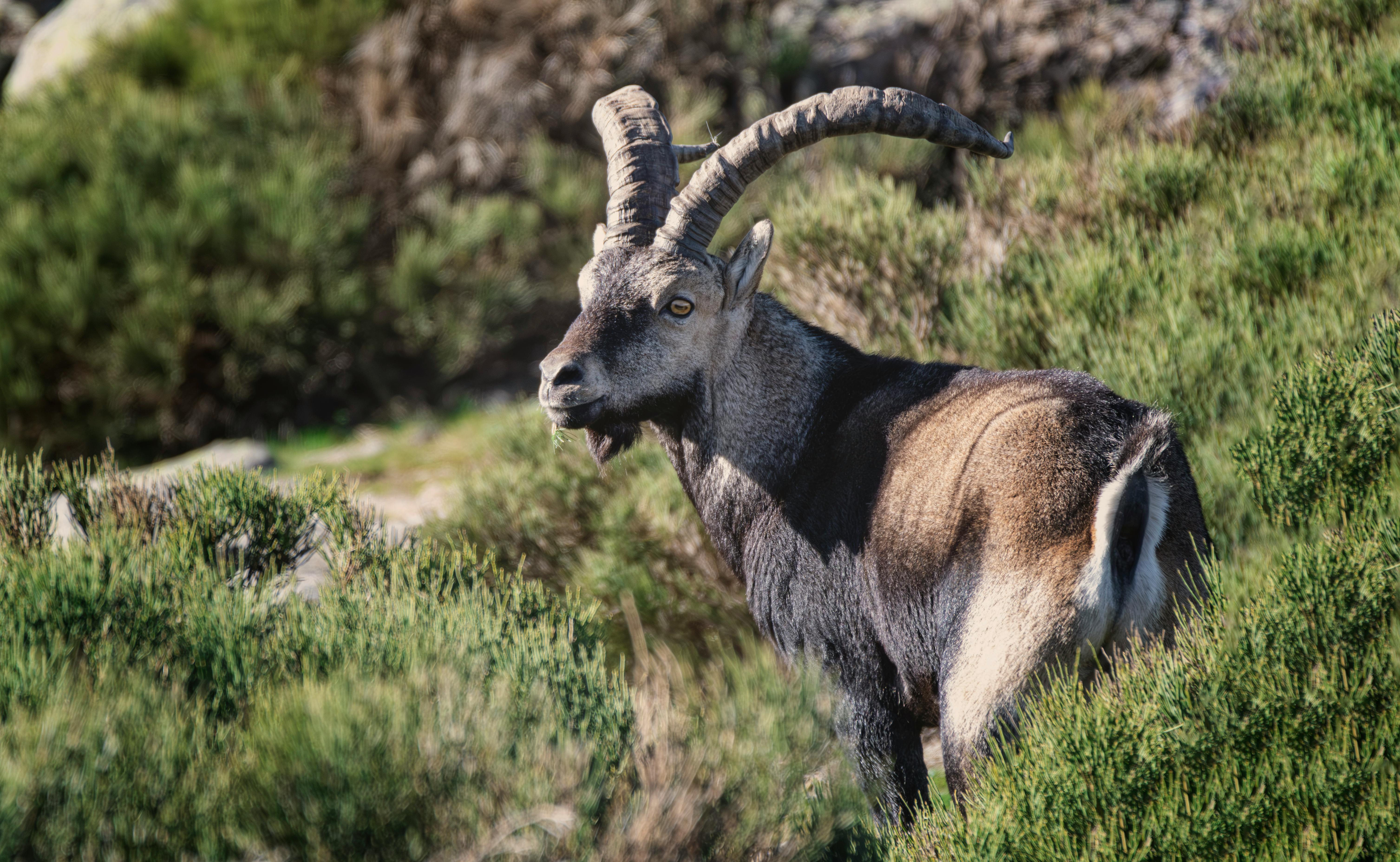 grátis Foto profissional grátis de animais selvagens, animal, animal selvagem Foto profissional