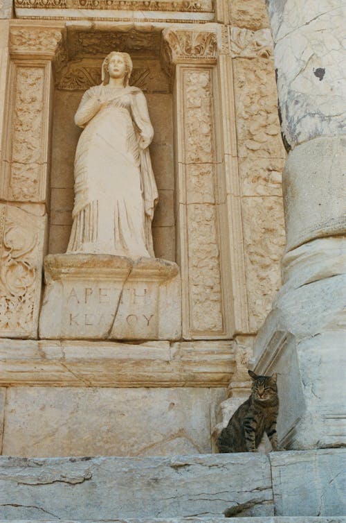 Cats of Ephesus/Turkiye