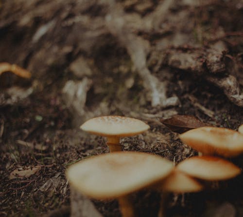 Free stock photo of beautiful nature, mushroom