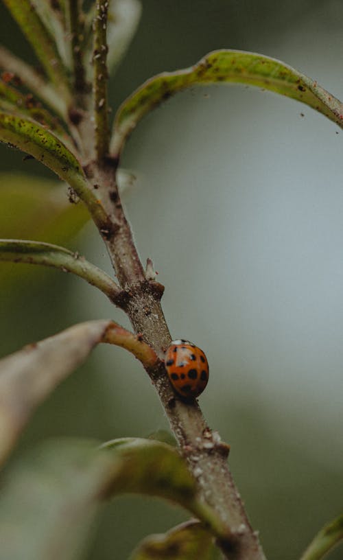 Close-up on Ladybug Climbing up Tree Branch