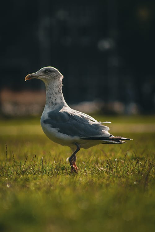 Gull Standing in Grass