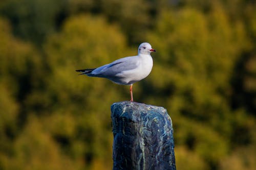 Gull Standing on Wooden Pole