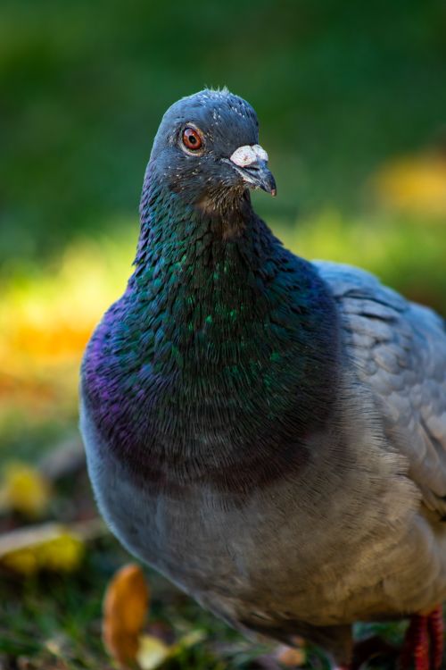 Free Detailed shot of a colorful rock pigeon sitting in nature. Stock Photo