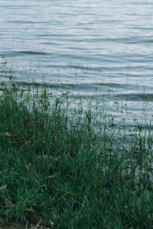 Free Serene lakeside scene with rippling water and lush green grass. Perfect for nature themes. Stock Photo