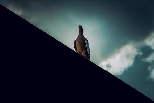 Pigeon Standing on Edge of Roof