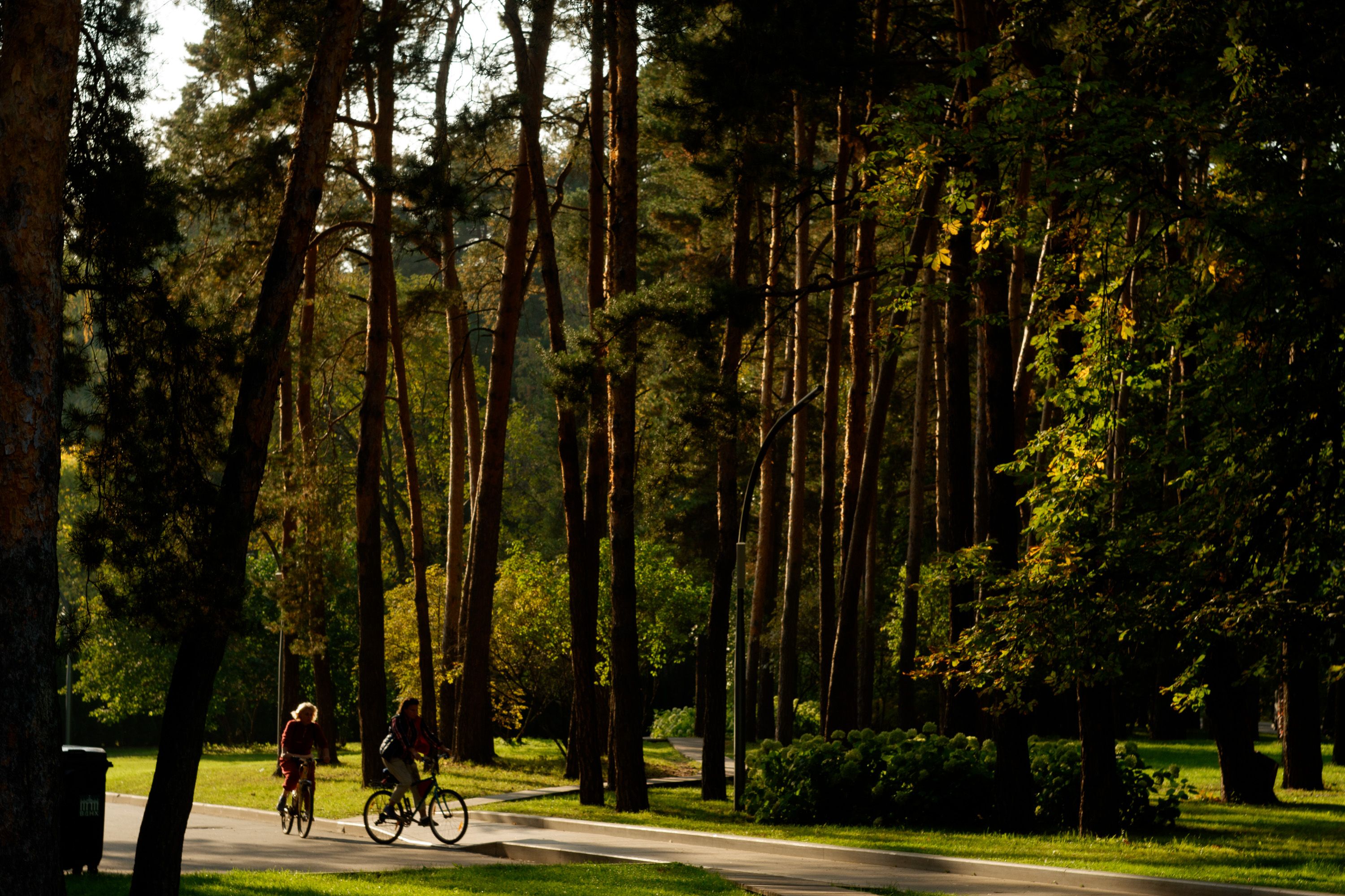 Wooden guesthouse and bicycles beside a pine forest track in Estonia