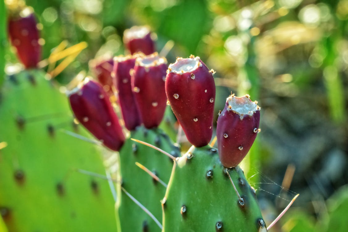 Selective Focus Photography of Prickly Pear Cactus