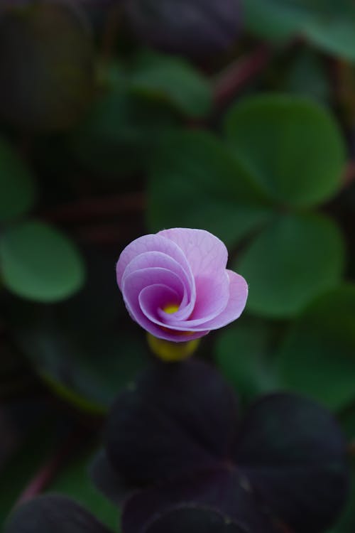 꽃, 나뭇잎, 분홍색의 무료 스톡 사진