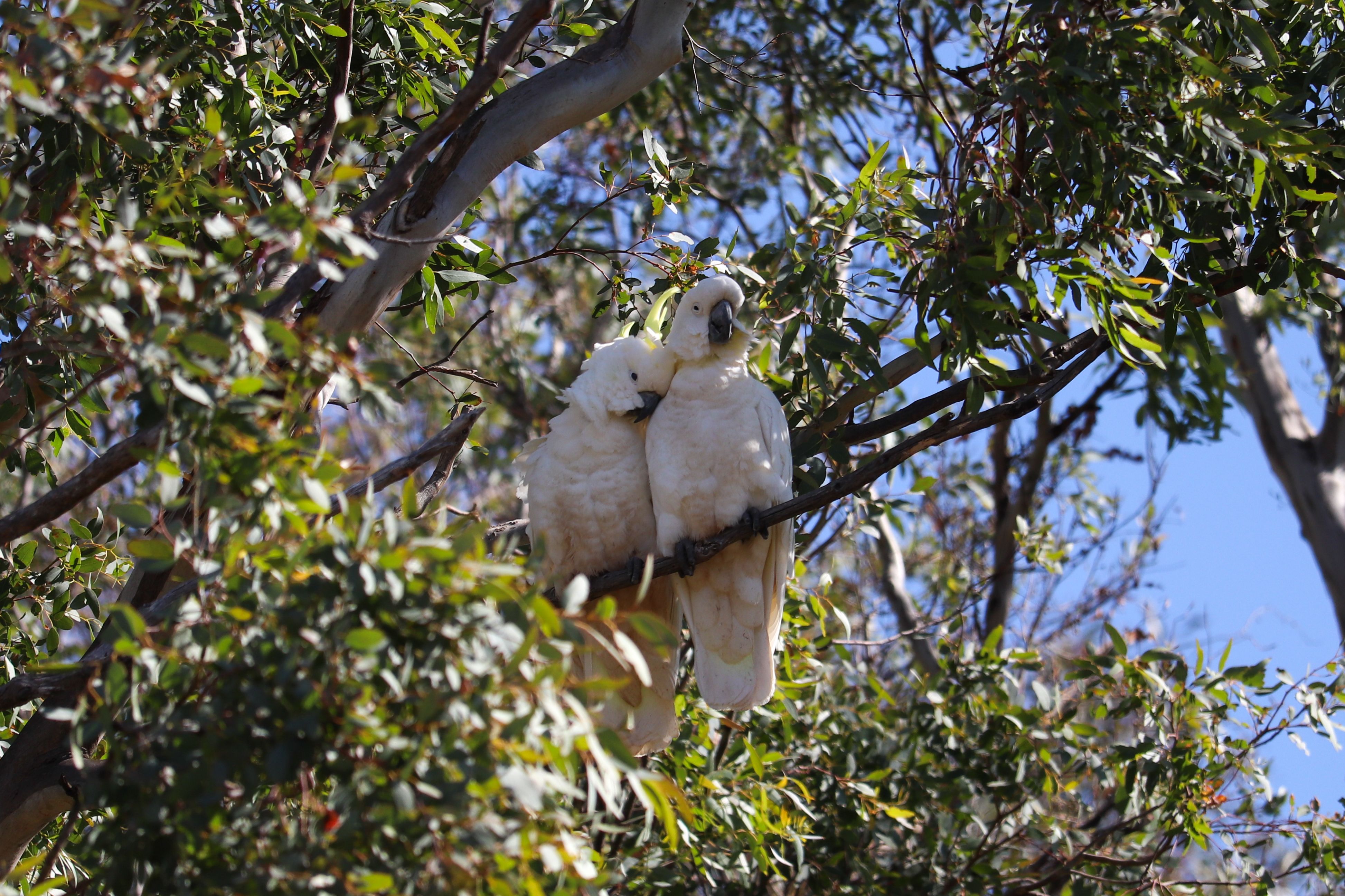 Pesticides detected in 80% of endangered Australian cockatoos