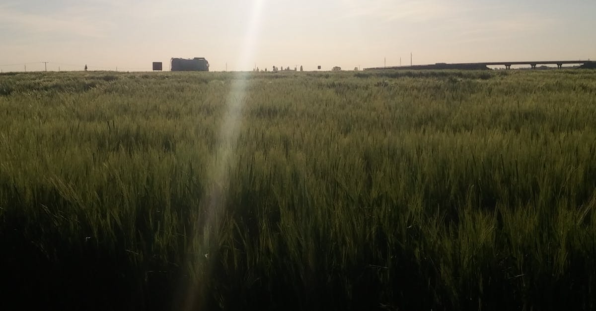 Free stock photo of sunny, sunny day, wheat
