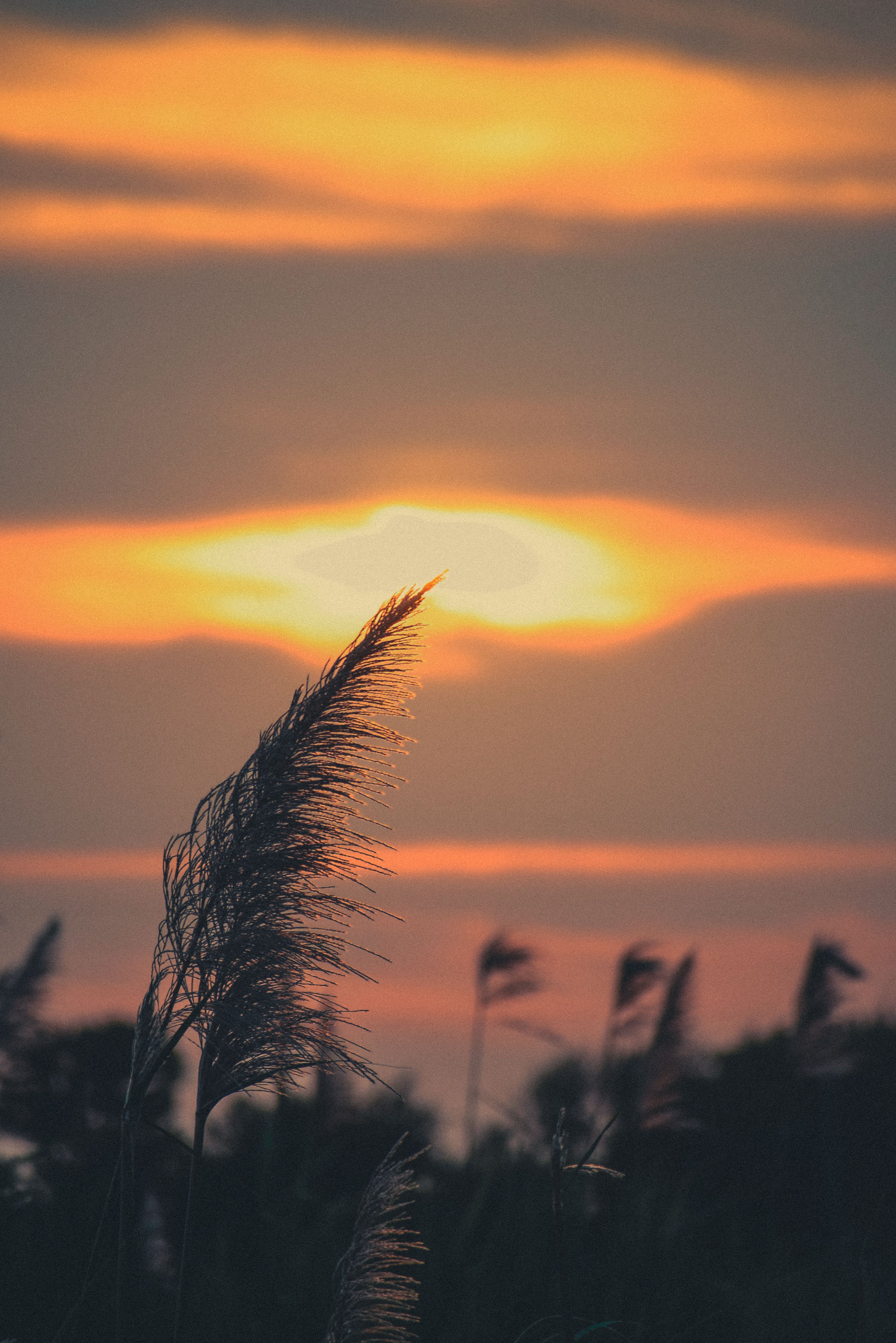 Silhouetted Grass at Sunset · Free Stock Photo
