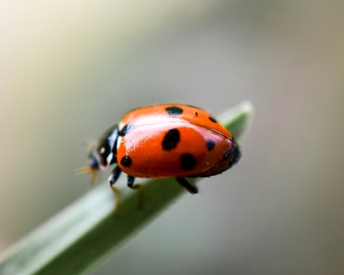 Close up of Ladybug on Leaf
