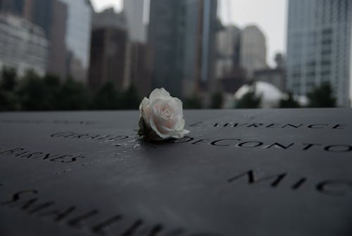 Free White Rose on 9/11 Memorial Stock Photo