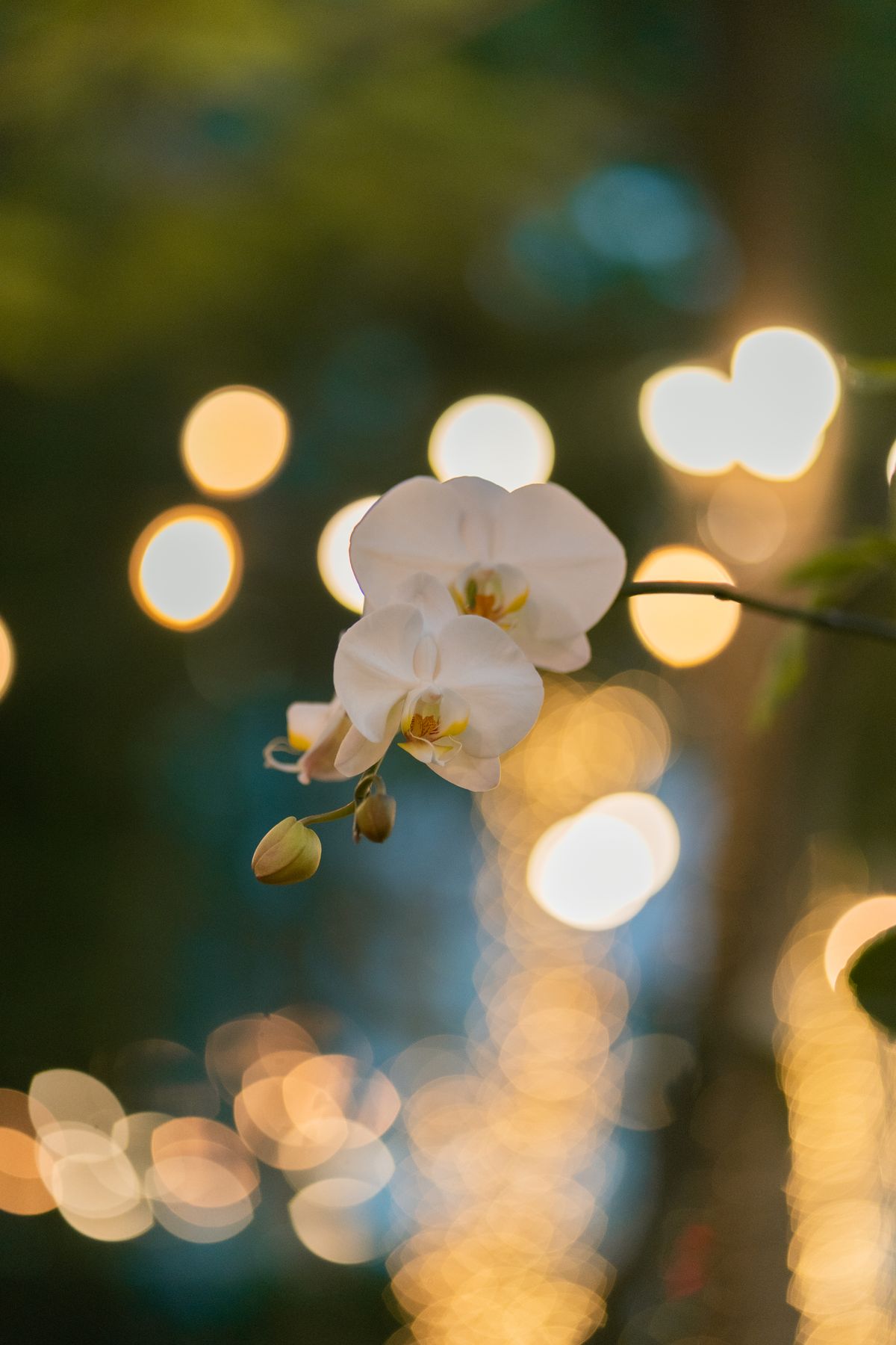 Schamlippenkorrektur Düsseldorf – zarte weiße Orchidee als Symbol für diskrete, einfühlsame Intimchirurgie der Frau
