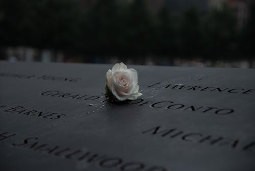 White Rose on 9/11 Memorial