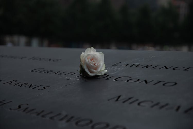 White Rose On 9/11 Memorial