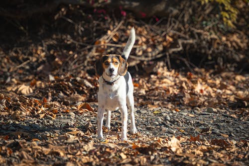 Dog on Leaves in Autumn