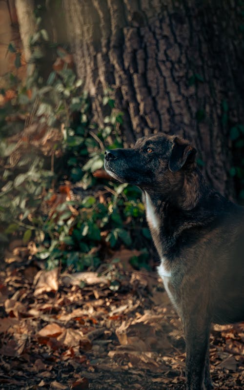 Photo of a Dog in an Autumnal Forest