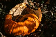 A close view of a decaying orange pumpkin resting on the forest floor in autumn.