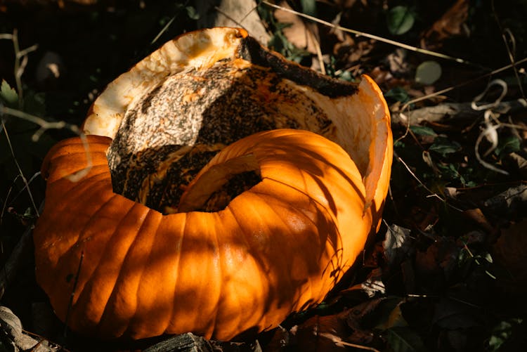 Close Up Of Pumpkin On Ground