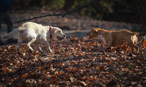 Dogs Playing on Autumn Leaves