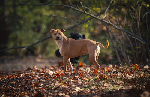 Dog on Autumn Leaves